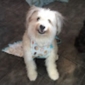 Meet your Posher, Anne